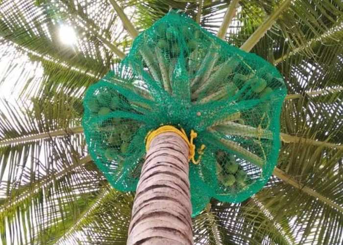 Coconut Nets